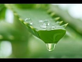 Cfare ndodh nese pini lengun nga bima Aloe Vera. Shendet